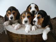 Beagle