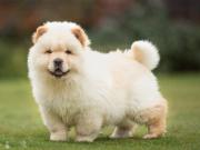 Chow Chow