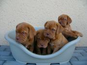 Dogue de Bordeaux