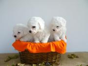 Bichon frise