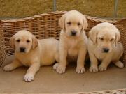 Labradorský Retriever