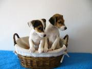 Jack Russell Terrier